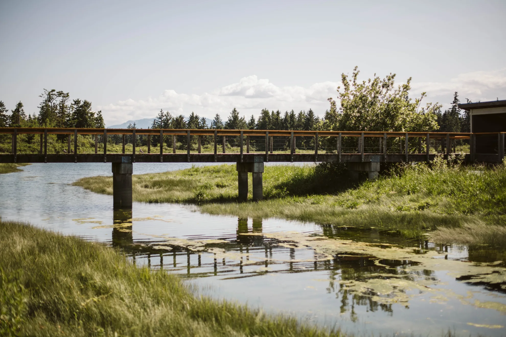 Bridge over wetland